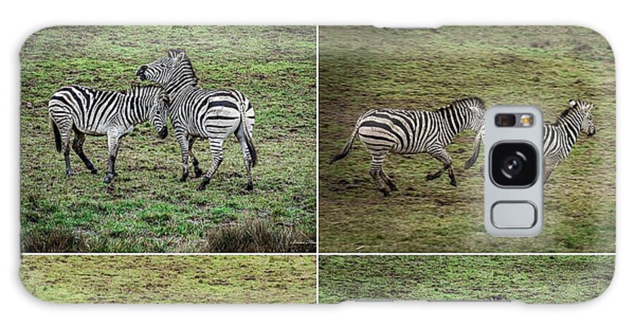 Zebras in play - Phone Case