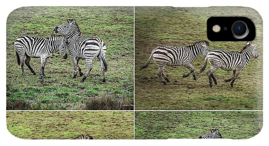 Zebras in play - Phone Case