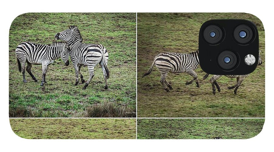 Zebras in play - Phone Case