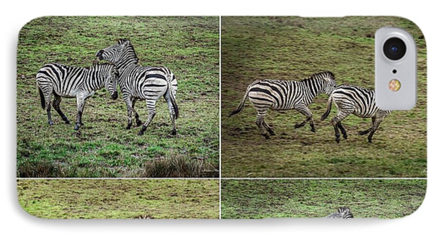 Zebras in play - Phone Case
