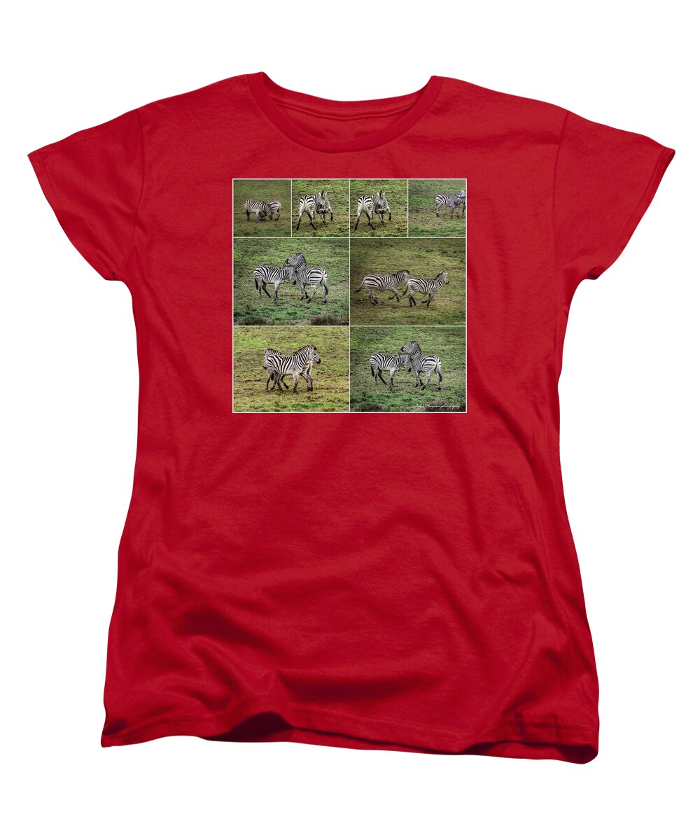 Zebras in play - Women's T-Shirt (Standard Fit)