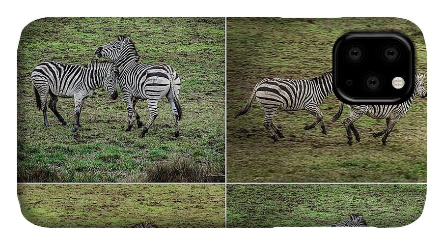 Zebras in play - Phone Case