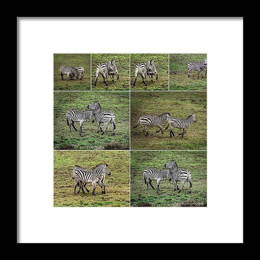 Zebras in play - Framed Print