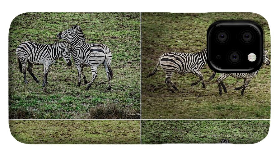 Zebras in play - Phone Case