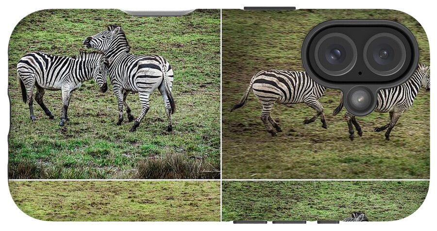 Zebras in play - Phone Case