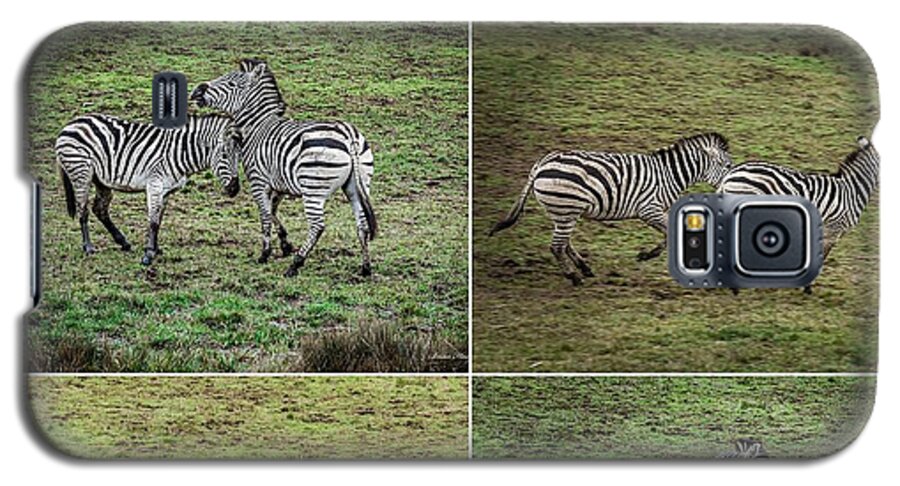 Zebras in play - Phone Case