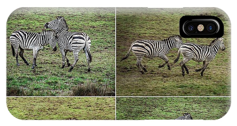Zebras in play - Phone Case