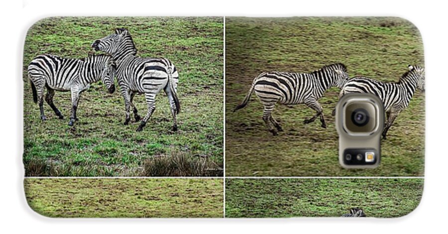 Zebras in play - Phone Case