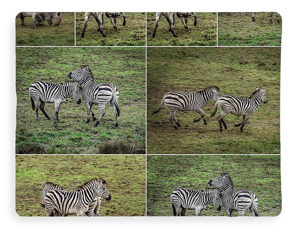 Zebras in play - Blanket