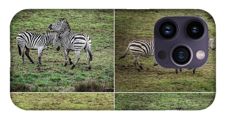 Zebras in play - Phone Case