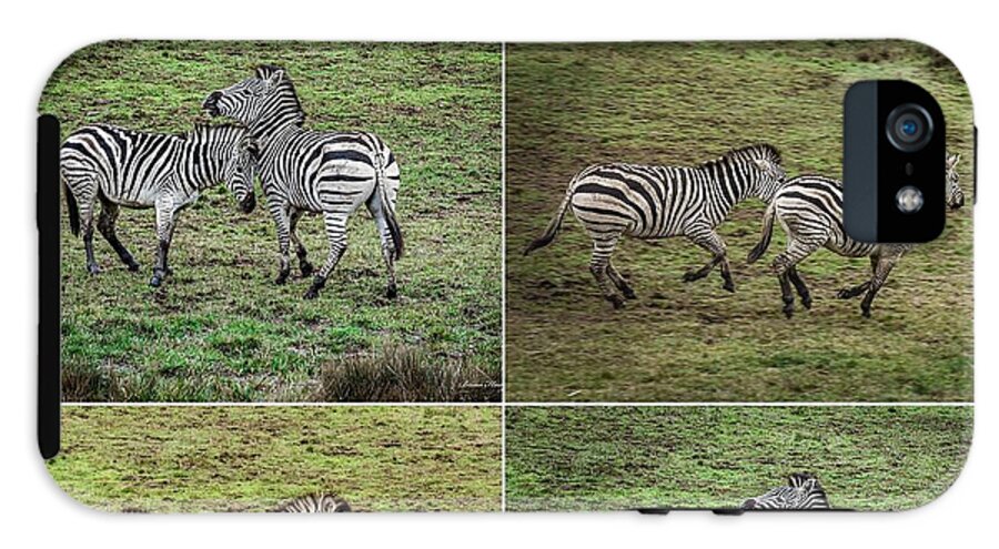 Zebras in play - Phone Case