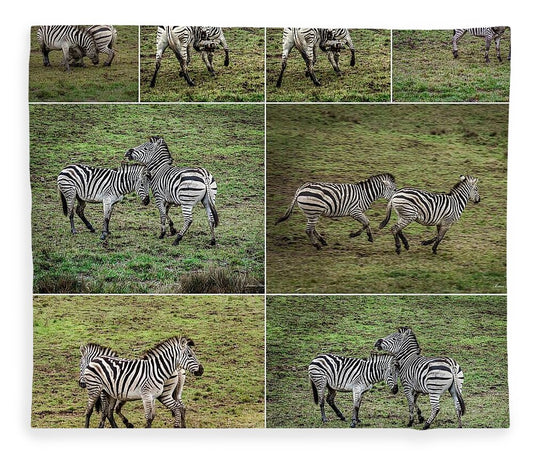 Zebras in play - Blanket