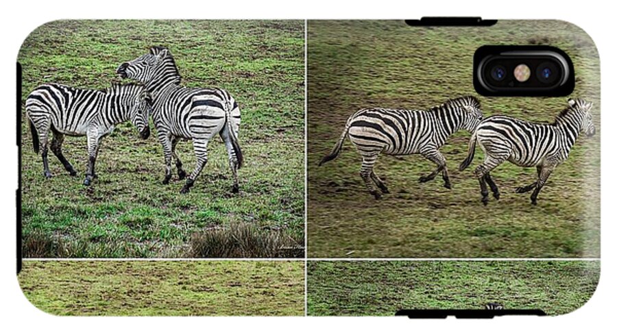 Zebras in play - Phone Case