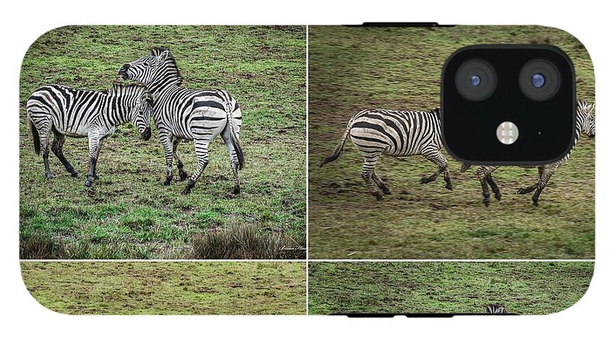 Zebras in play - Phone Case