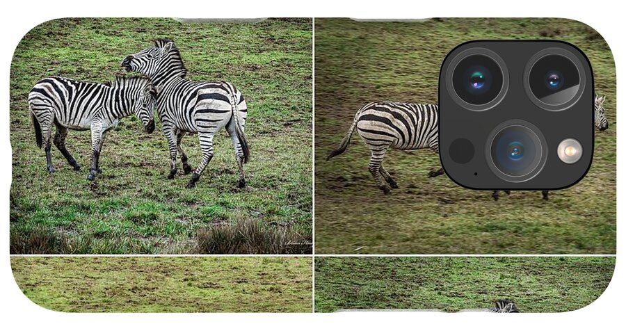 Zebras in play - Phone Case