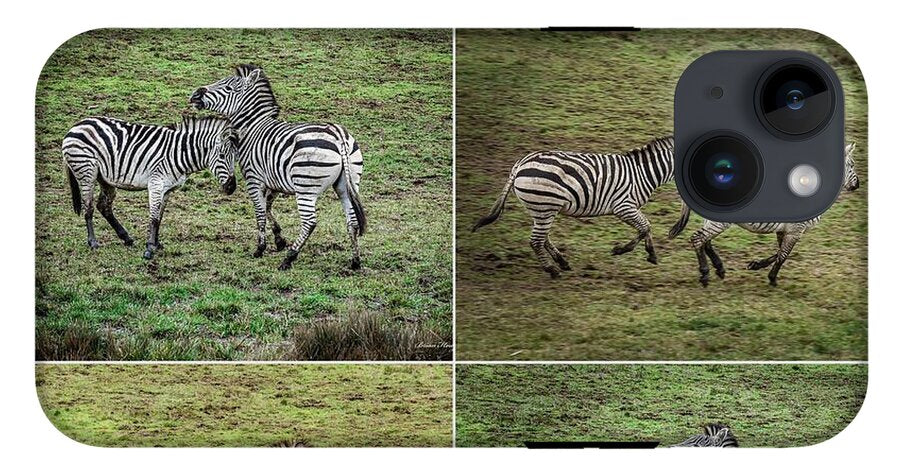 Zebras in play - Phone Case