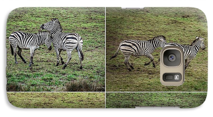 Zebras in play - Phone Case