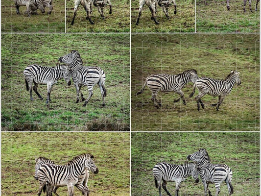 Zebras in play - Puzzle