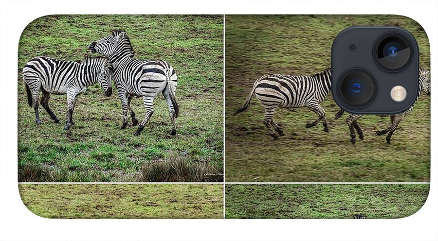 Zebras in play - Phone Case