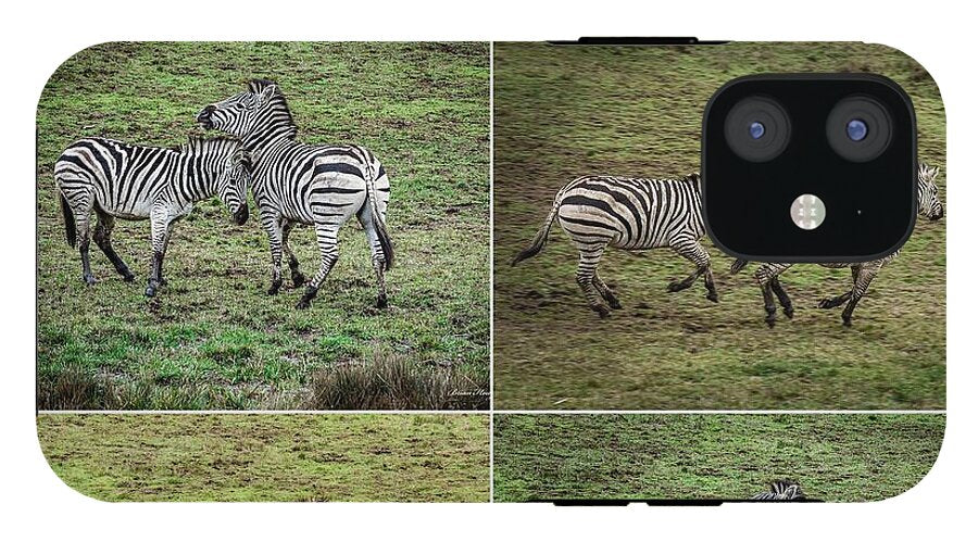 Zebras in play - Phone Case
