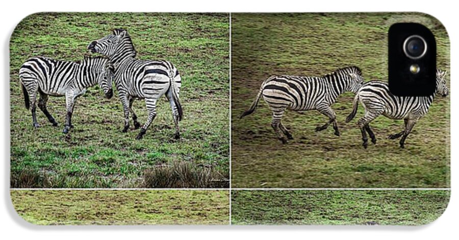 Zebras in play - Phone Case
