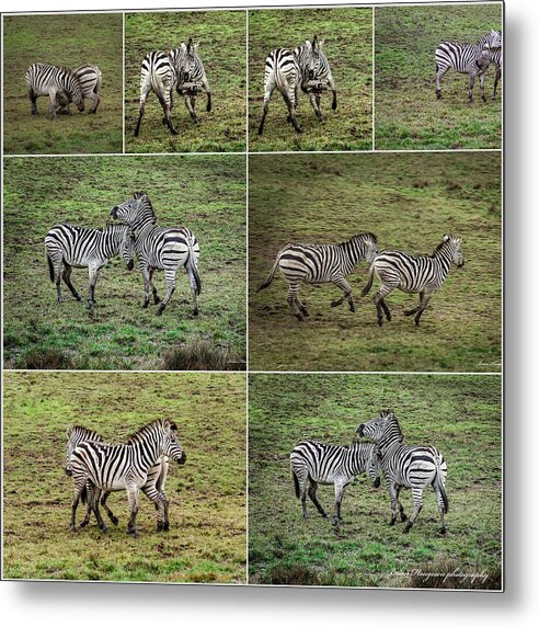 Zebras in play - Metal Print