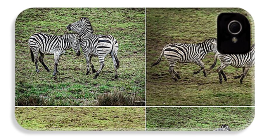 Zebras in play - Phone Case