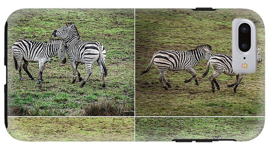 Zebras in play - Phone Case