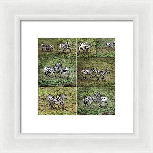 Zebras in play - Framed Print