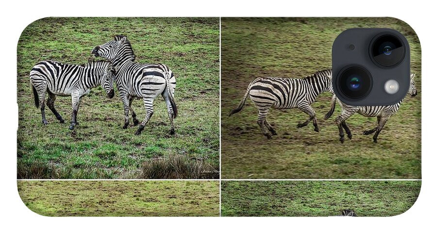 Zebras in play - Phone Case